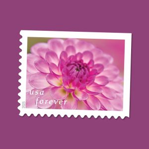 Forever Stamps 2025 Dahlias – Floral Collection, First-Class Postage